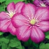 Clematis ville de lion